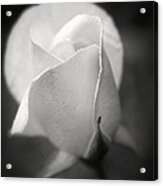 White Rose Moonlight Glow - Black And White Flower Photography Acrylic Print