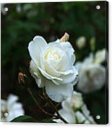 White Rose Acrylic Print