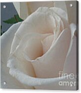 White Roses Acrylic Print