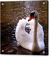 White Swan Acrylic Print