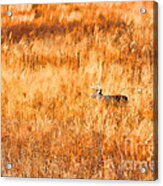 White Tail Crossing Golden Field Acrylic Print