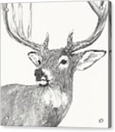 White Tailed Buck Study Acrylic Print