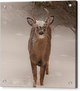 White Tailed Deer Buck In Snow Acrylic Print