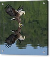 White-tailed Eagle Fishing  Germany Acrylic Print