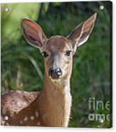 White-tailed Fawn Acrylic Print