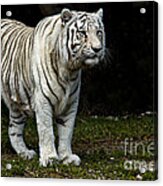 White Tiger Acrylic Print