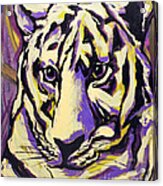 White Tiger Not Acrylic Print