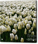 White Tulip Field Acrylic Print