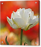 White Tulip Weisse Gefuellte Tulpe Acrylic Print