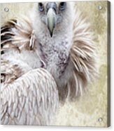 White Vulture Acrylic Print