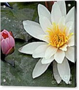 White Water Lily Nymphaea Acrylic Print