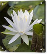 White Water Lily With Curiously Scrolled Leaf Acrylic Print