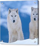White Wolf Pair In Winter Acrylic Print