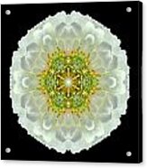 White Zinnia Elegans V Flower Mandala Acrylic Print