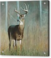 Whitetail Deer Acrylic Print