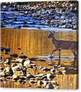 Whitetail Doe Crossing The Buffalo National River Acrylic Print