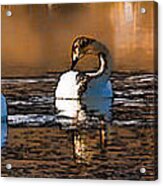 Whooper Swan  P By Leif Sohlman Acrylic Print