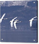 Whooper Swans Flying Hokkaido Japan Acrylic Print