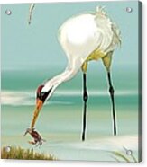 Whooping Crane In Color Acrylic Print