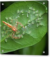 Wide-jawed Viciria Spider With Babies Acrylic Print
