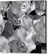 Wide Open Tulips In B W Acrylic Print