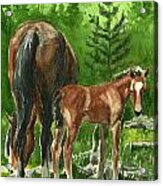 Wild Alberta Mare And Foal Acrylic Print