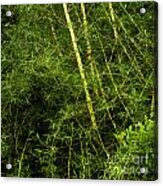 Wild Bamboo Acrylic Print
