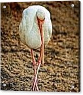 Wild Bird Walking Towards Camera Acrylic Print