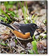 Eastern Towhee Bird Acrylic Print