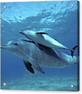 Wild Bottlenose Dolphins Mother & Calf Acrylic Print