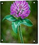 Wild Clover Acrylic Print