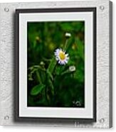 Wild Daisy Acrylic Print