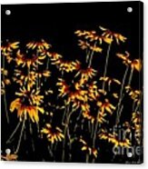 Wild Flower Abstract Acrylic Print