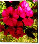 Wild Flowers Acrylic Print