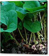 Wild Ginger Or Asarum Canadense Acrylic Print