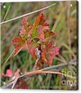 Wild Gooseberry Leaves Acrylic Print