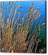 Wild Grass Acrylic Print