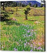 Wild Irises Acrylic Print