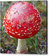 Wild Red Mushroom Acrylic Print