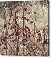 Wild Rose Hips In Winter Acrylic Print