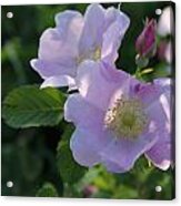 Wild Roses Acrylic Print