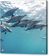 Wild Spinner Dolphins Acrylic Print