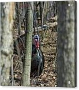 Wild Turkey 1 Acrylic Print