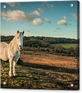 Wild White Horse, The New Forest Acrylic Print
