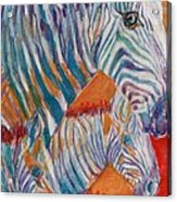 Wild Zebra Colors Acrylic Print