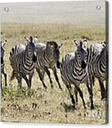 Wild Zebras Running Acrylic Print