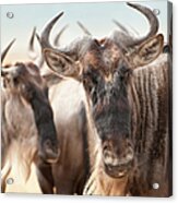 Wildebeest Connochaetes Acrylic Print