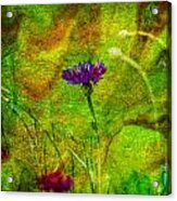 Wildflower Pettifoggery Acrylic Print