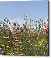 Wildflowers Panoramic Acrylic Print