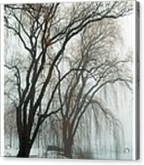 Willows In Fog Acrylic Print
